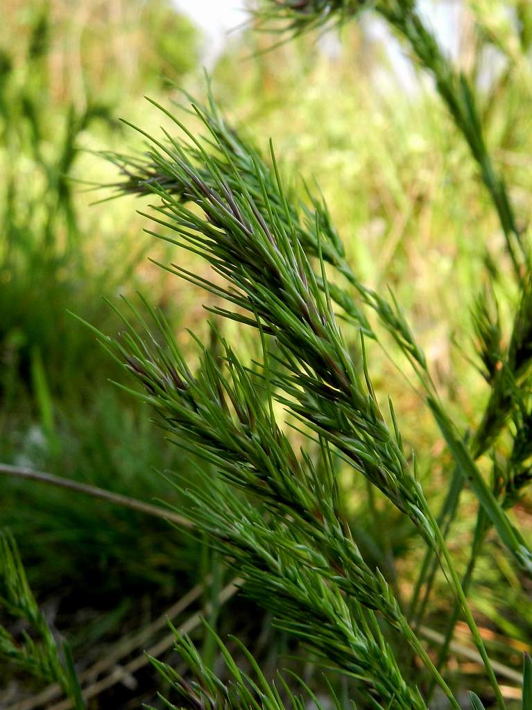 Poa bulbosa, forma vivipara.